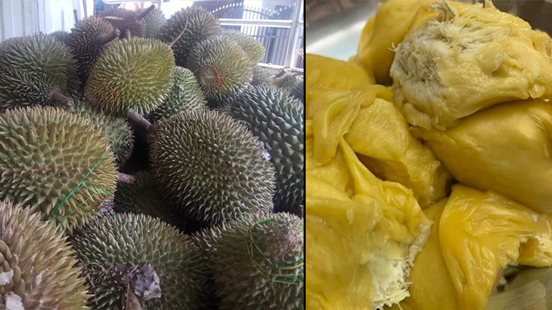 ရေးမြို့နယ် ဒူးရင်းသီးပေါ်ချိန် ဈေးကောင်းမရ