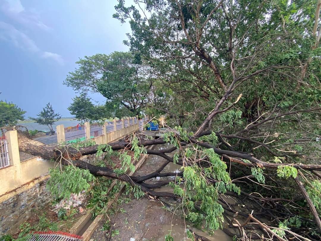 မန္တလေးတွင် မိုးသက်လေပြင်းတိုက်ခတ် သစ်ပင်များ လဲကျ