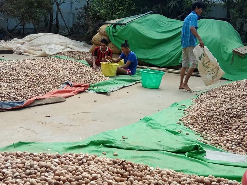 ရေးမြို့နယ်တွင် ကွမ်းသီးနှင့်ရာဘာဈေးကောင်း၊  ဒူးရင်းသီးနှင့် သံပုရာသီး တွက်ခြေမကိုက်