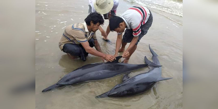 ရွှေသောင်ယံကမ်းခြေအနီး ကမ်းတင်နေသည့် လင်းပိုင်နှစ်ကောင်ကို ပင်လယ်ထဲပြန်လွှတ်