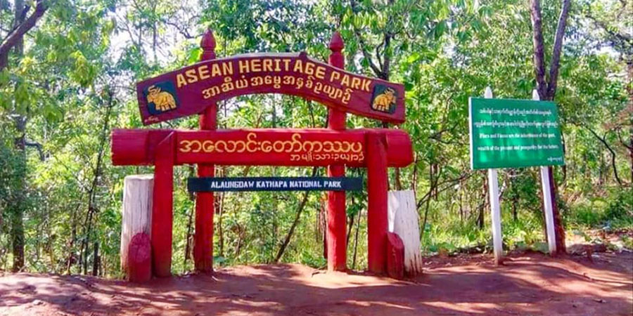 အလောင်းတော်ကဿပ အမျိုးသားသစ်တောဥယျာဥ်ရှိ အဖိုးတန်သစ်များကို ခုတ်လှဲခိုးယူနေ