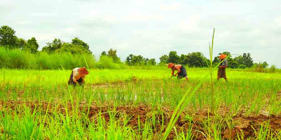 ရွှေဘိုနယ်နှင့် ဒီပဲယင်းက လယ်သမားအချို့ မိုးစပါးစိုက်ပျိုးရန် အခက်ကြုံနေ