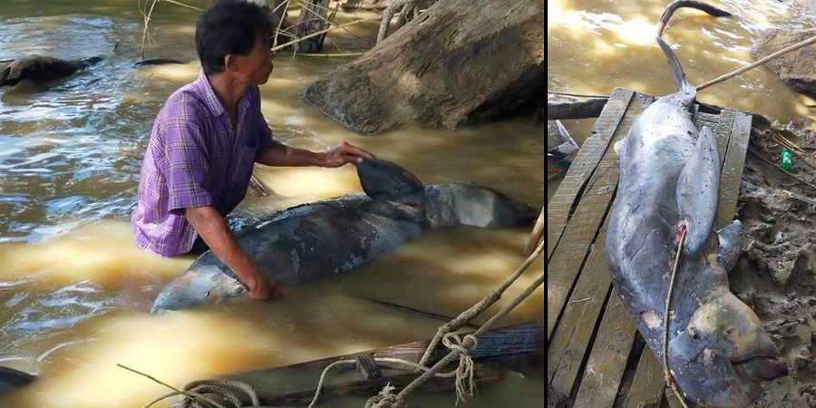 ပခုက္ကူမြို့နယ် ကင်းမွန်ခါးရွာ မြစ်ကမ်းဘေးတွင် ဧရာဝတီလင်းပိုင်တစ်ကောင် သေဆုံး