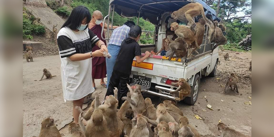 မန္တလေး ရေတံခွန်တောင်ပေါ်ရှိ မျောက်များ အစာရေစာရှားပါးပြတ်လပ်နေ