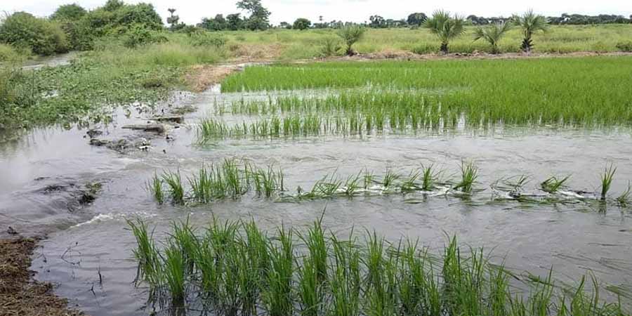 ခင်ဦးမြို့နယ်က လယ်ဧက နှစ်သောင်းကျော် ရေကြီးနစ်မြုပ်