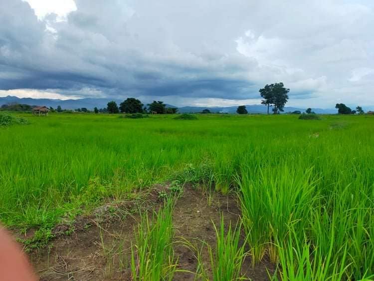 မြေသြဇာနှင့် ပိုးသတ်ဆေး အဆမတန်ဈေးတက်လာသဖြင့် တောင်သူများ အခက်ခဲကြုံ