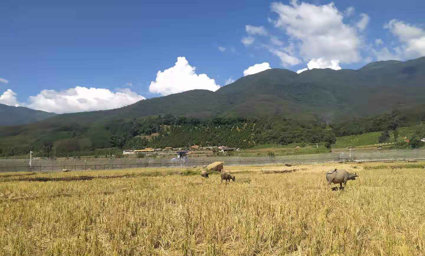 တရုတ်-မြန်မာနယ်ခြားစည်းအနီး စစ်ရှောင်ပြည်သူများကို တရုတ်ဘက်က မောင်းထုတ်‌