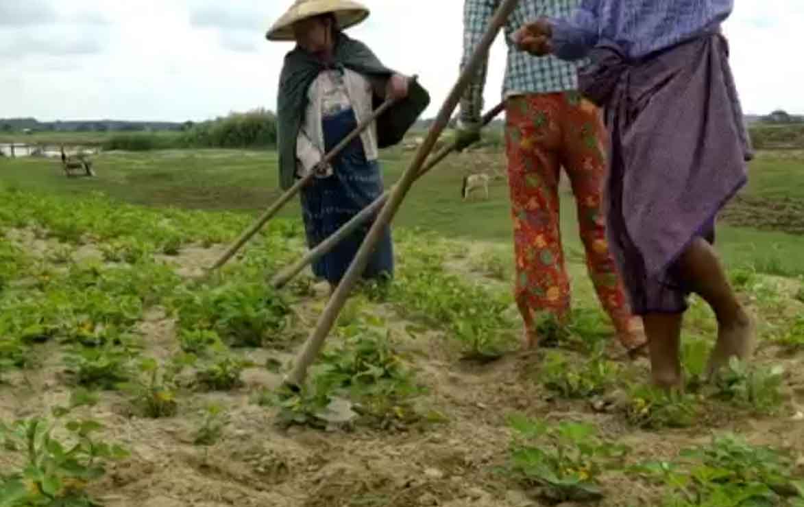 စိုက်ပျိုးစရိတ် ကြီးမြင့်လာသဖြင့် ဆောင်းသီးနှံစိုက်ပျိုးသည့် တောင်သူများ အခက်ကြုံ