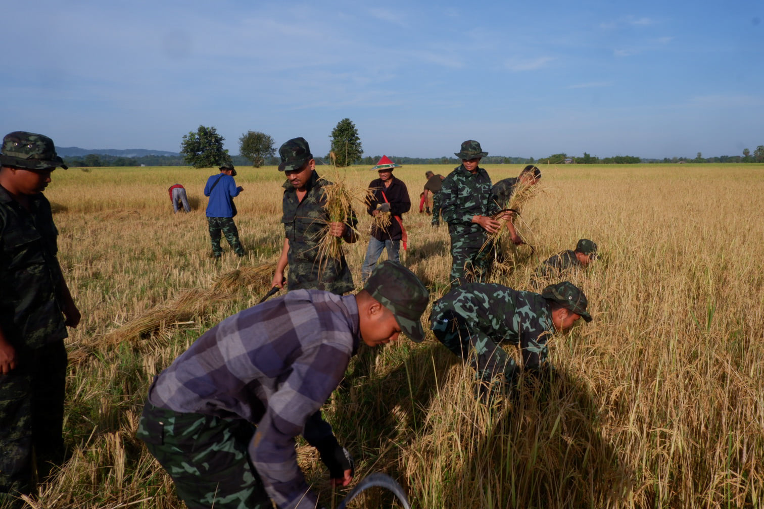 ပြည်သူ့ စပါးခင်းများကို ကူရိတ်သိမ်းပေးနေသည့် KNLA တပ်ဖွဲ့၀င်များ (ဓာတ်ပုံ)