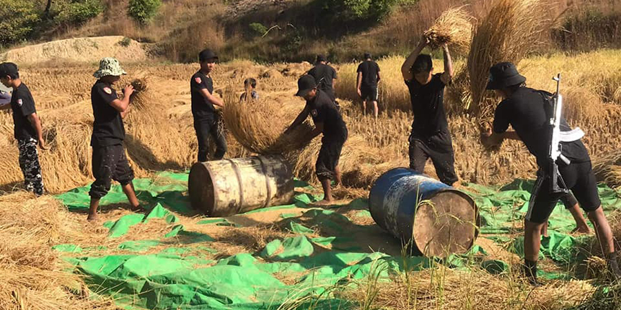 မကွေးတိုင်းအတွင်း တောင်သူများကို PRA တပ်က စပါးကူညီရိတ်သိမ်းပေး (ဓာတ်ပုံ)