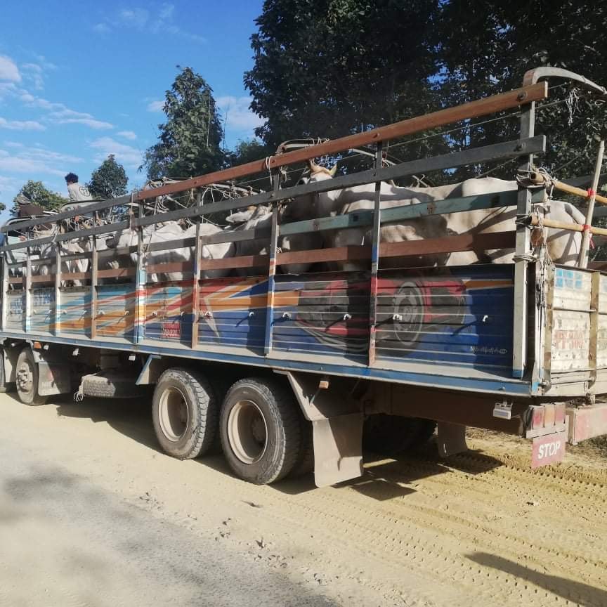 စစ်​ရှောင်ပြည်သူ​များ၏ အိမ်​မွေးခိုင်းနွားများကို စစ်​ကောင်စီတပ်က ခိုးယူ​ရောင်းစား
