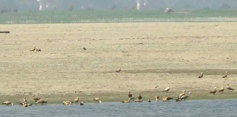 ပလိပ်အင်းသို့ ဆောင်းခိုငှက် လာရောက်မှု ယခင်နှစ်ထက်စောပြီး အကောင်ရေ နည်းပါး