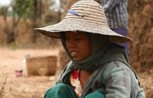မိုးမမွန္သျဖင့္ ပုဂံ ေျမပဲေတာင္သူမ်ား အရႈံးေပၚ