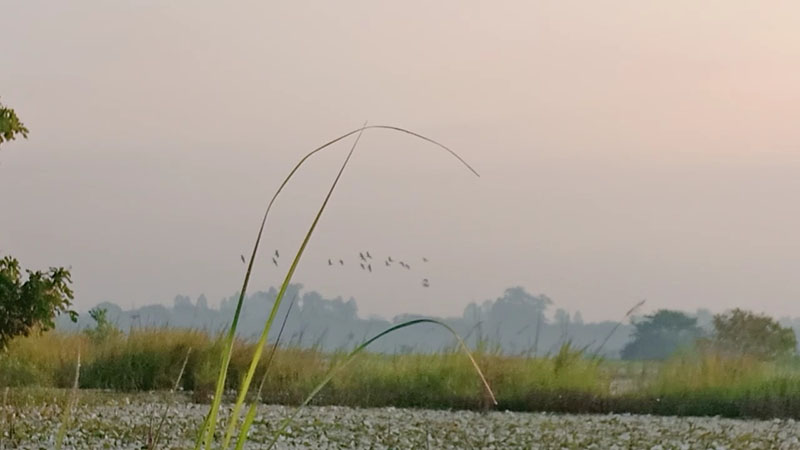ပလိပ်အင်းအတွင်း ဆောင်းခိုငှက်များ အဆိပ်ချသတ်ဖြတ်ခံနေရ