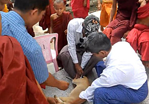 ျမန္မာႏုိင္ငံတြင္ ေခြးရူးေရာဂါ ႀကိဳတင္ကာကြယ္ရန္ ကုလသတိေပး