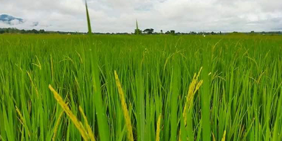 အရာတော်တွင် စိုက်သီးနှံများ ဘေးအန္တရာယ်ကင်းကင်းရိတ်သိမ်းခွင့်ပြုရန် သံဃာတော်များ မေတ္တာရပ်ခံ