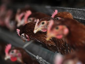 ျမန္မာျပည္မွာ H7N9 ၾကက္ငွက္တုပ္ေကြးပိုး မေတြ႔ေသးဘူး - ေဒါက္တာေအာင္ႀကီး