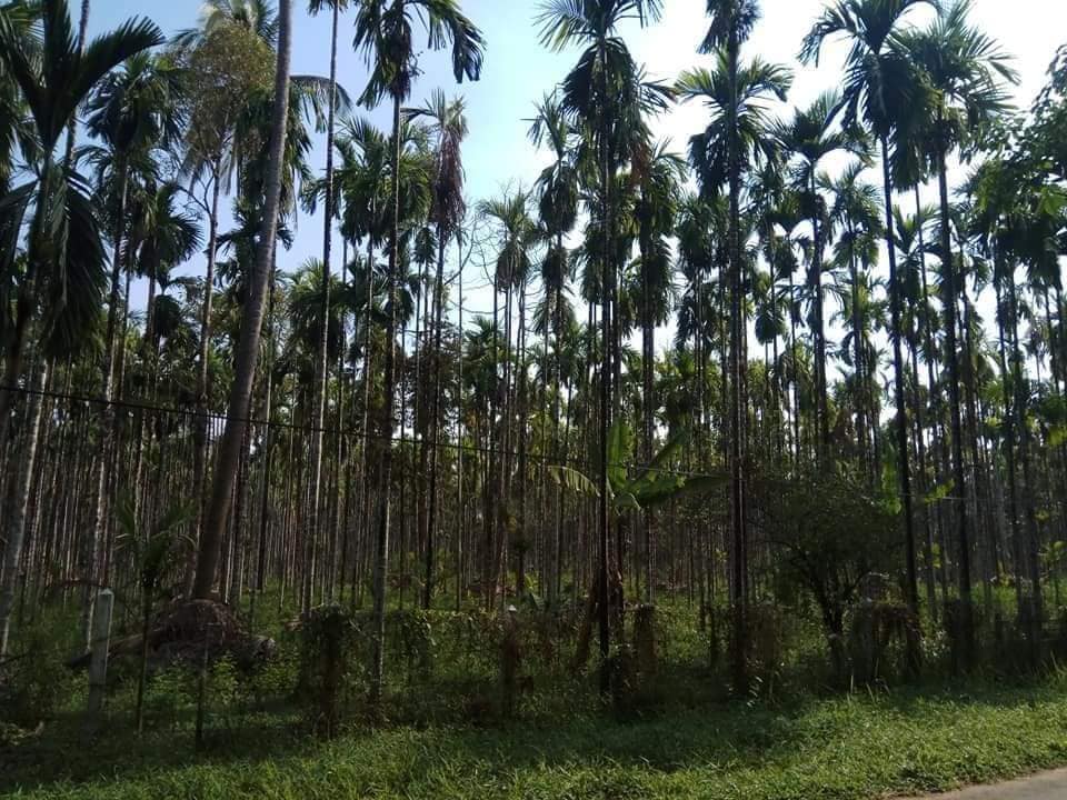 စက်သုံးဆီဈေး အဆမတန် မြင့်တက်နေသဖြင့် ရေးမြို့နယ်က ဥယျာဉ်ခြံသမားများ အခက်ကြုံ