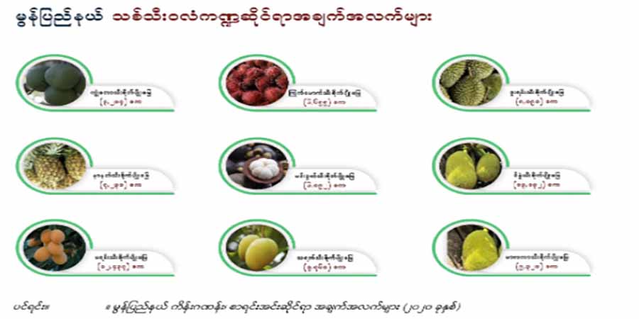 မွန်ပြည်နယ်၌ သစ်သီး၀လံစျေးကွက် ဝယ်လိုအားကျဆင်းလာသဖြင့် စိုက်ပျိုးရေးအခက်ကြုံ