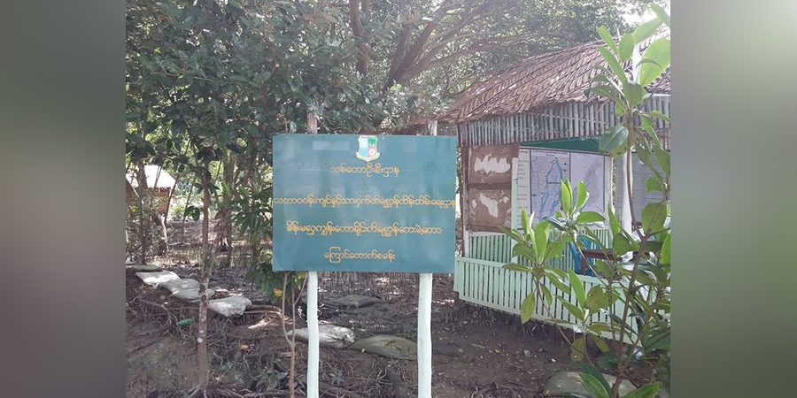 စစ်ကောင်စီသစ်တောဝန်ထမ်းများ မိန်းမလှကျွန်းသစ်တောကြိုးဝိုင်းမှသစ်များ ခိုးခုတ်နေ