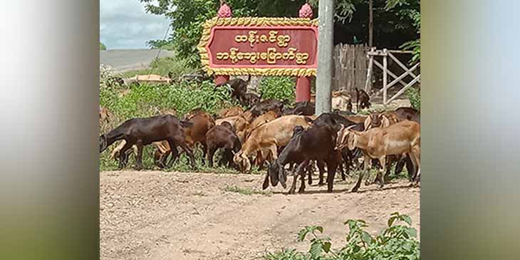 ယင်းမာပင်တွင် စစ်​ကောင်စီတပ်ပစ်ခတ်မှု​ကြောင့် ပြည်သူ ၁ ဦး ဒဏ်ရာရ