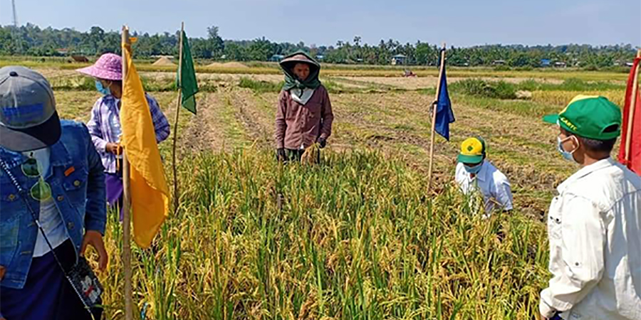 ဧရာဝတီတိုင်းတွင် စပါးထွက်နှုန်းကျပြီး ဈေးကောင်းမရသဖြင့် တောင်သူများအရှုံးပေါ်
