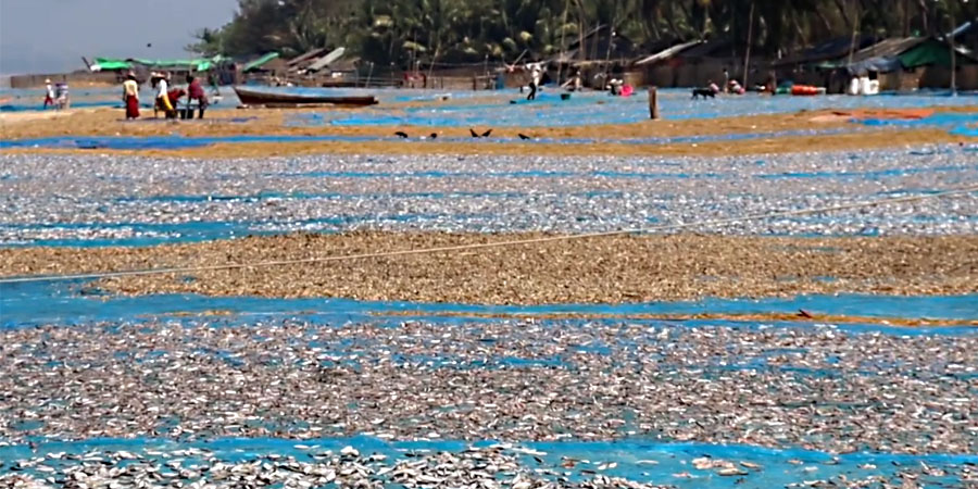 စက်သုံးဆီဈေး အဆမတန် မြင့်တက်မှုကြောင့် ကျော့ပိုက်လုပ်ငန်းများ ရပ်နားရနိုင်