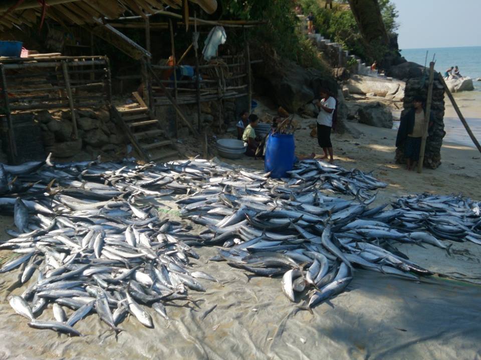 ျပည္ပကို  ငါးတင္ပို႔မႈ က်ဆင္းေန