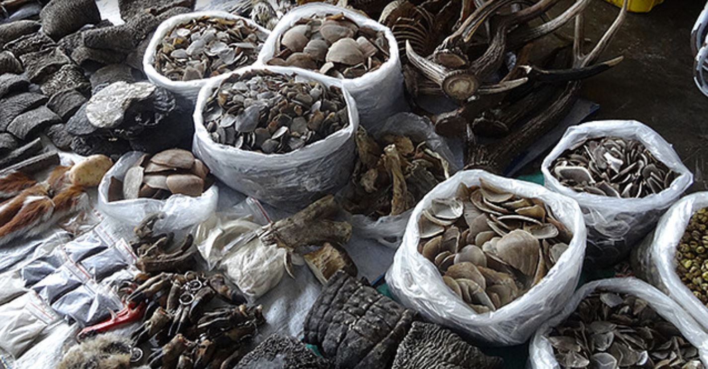 မြန်မာတွင် တောရိုင်းတိရစ္ဆာန်များကို အွန်လိုင်းမှ တရားမဝင် ရောင်းဝယ်မှုများလာ
