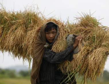 ျမန္မာ့လယ္ယာလုပ္သား ရွားပါးမႈျပႆနာျဖင့္ ေတြ႔ႀကံဳေန