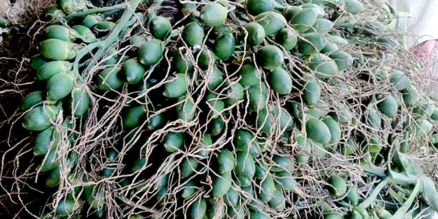 ရေးထွက် ကွမ်းသီးစိမ်း အရောင်းအဝယ်ဖြစ်နေ