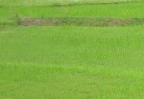 စစ္တပ္၏ ေဂါက္ကြင္းစီမံကိန္းေၾကာင့္ နမ့္စန္ လယ္ေျမမ်ား ဆံုးရႈံး