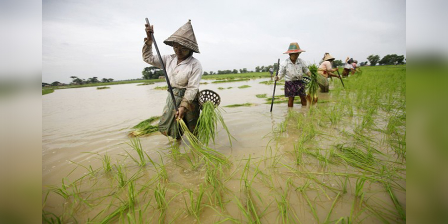 အတိုးအရင်းပြန်ဆပ်ပြီးသည့် တောင်သူများကို မိုးစပါးချေးငွေ ၁ ဧကလျှင် ကျပ် ၁ သိန်းခွဲနှုန်းဖြင့် ထုတ်ချေး