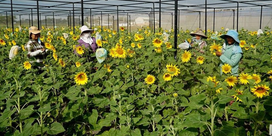 နေကြာသီးနှံအတွက် စိုက်စရိတ်ချေးငွေ ကျပ် ၁၀၀ ဘီလီယံ ချပေးရန်လျာထား
