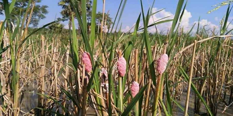 မအူပင်မြို့နယ်တွင် စပါးဖျက် ရွှေခရုများကျရောက်နေသဖြင့် လယ်သမားများ အခက်ကြုံ