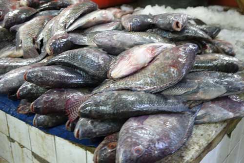 ျမန္မာ့တီလားဗီးယားငါးကို အေမရိကန္က ၀ယ္ယူရန္ ကမ္းလွမ္း