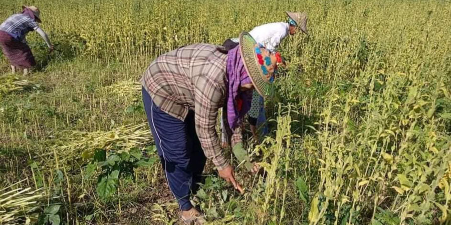 မြောင်မြို့တောင်သူများကို PDF အမျိုးသမီးရဲဘော်တွေက နှမ်းကူညီရိတ်သိမ်းပေး (ဓာတ်ပုံ)