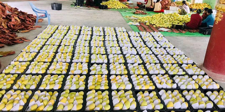 တရုတ်ဝယ်လက်ကြောင့် မန္တလေး သရက်ဈေးကွက် ပြန်မြင့်တက်လာ