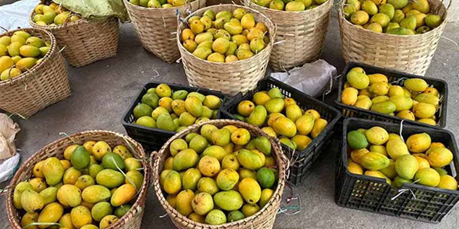 စိန်တလုံးသရက် တရုတ်က ဈေးကောင်းပေး ဝယ်ယူနေ