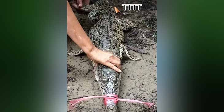 မော်ကျွန်းမြို့တွင် ပိုက်ချငါးဖမ်းရာမှ မိချောင်းဖမ်းမိ