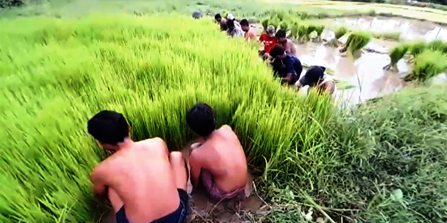 ယင်းမာပင်တွင် စစ်ကောင်စီတပ်ကြောင့် စိုက်ပျိုးတောင်သူများ အခက်အခဲကြုံနေရ