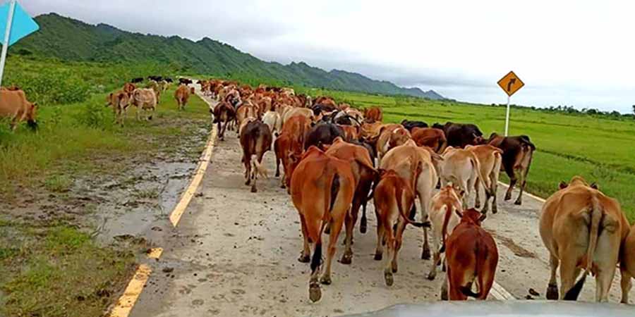 ရခိုင်မြောက်ပိုင်း၌ စပါးစိုက်သူနည်းပြီး နွားမွေးသူများလာ