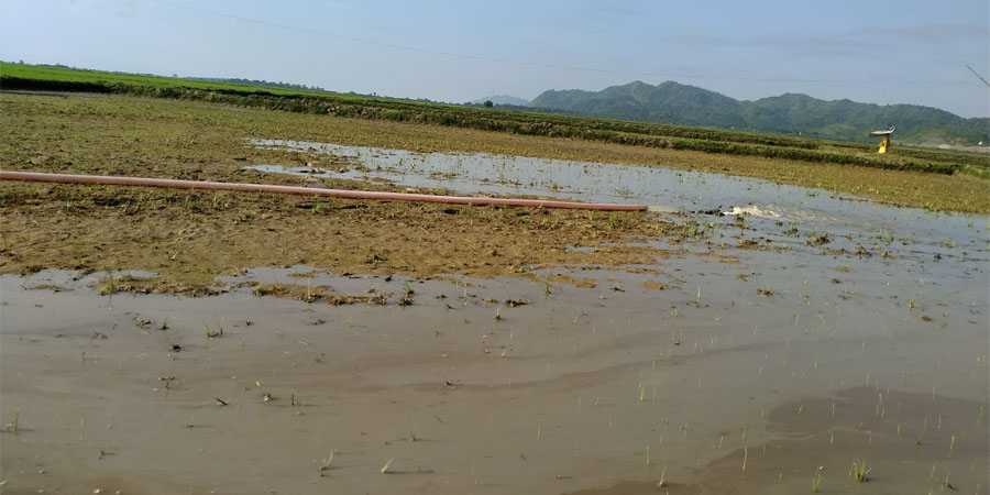 ရခိုင်တွင် မိုးခေါင်မှုကြောင့် လယ်ယာမြေများ ပျက်စီးပြီး လယ်သမားများ အခက်တွေ့
