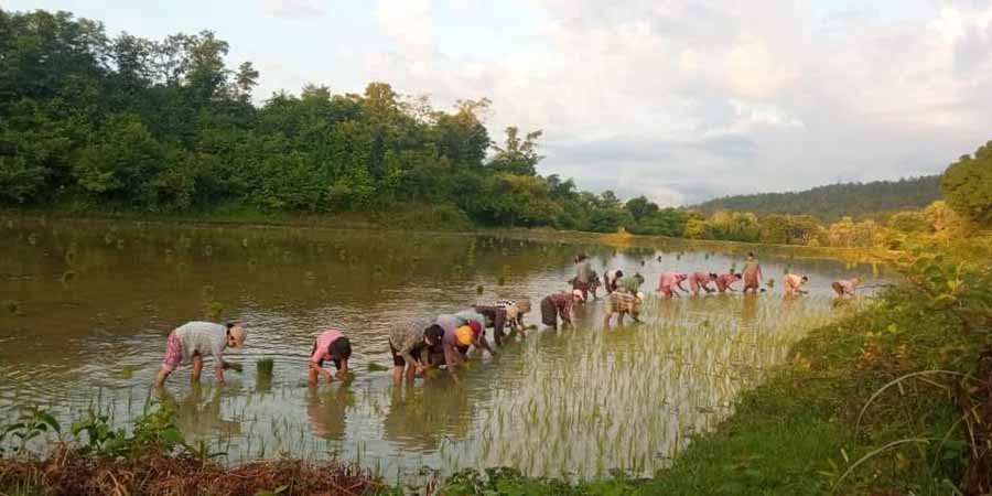 မကွေးတိုင်းတွင် တော်လှန်ရေးတပ်ဖွဲ့များ ကောက်စိုက်ပြီး ကျည်ဆန်ဖိုးရှာနေ
