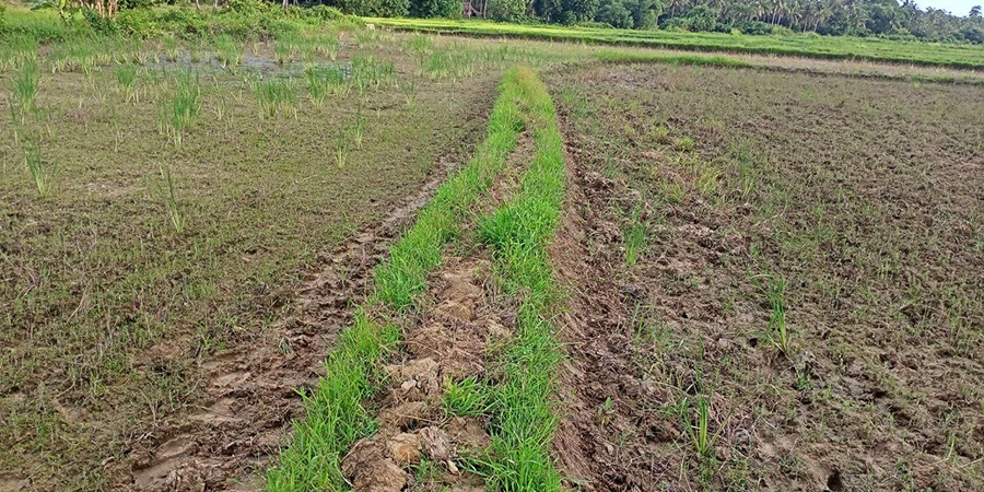 ရခိုင်ပြည်နယ်တွင် မိုးခေါင်သဖြင့် စပါးစိုက်သူများ အခက်ကြုံ