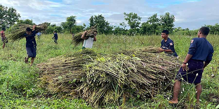 ဂန့်ဂေါ PDF က တောင်သူများ ရာသီပေါ်သီးနှံ ရိတ်သိမ်းရာတွင် ကူညီ (ဓာတ်ပုံ)