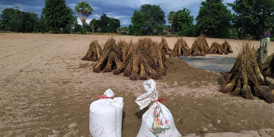 မကွေးတိုင်းအတွင်း မိုးခေါင်ပြီး သီးနှံထွက်နှုန်းနည်းသဖြင့် တောင်သူများ အရှုံးပေါ်