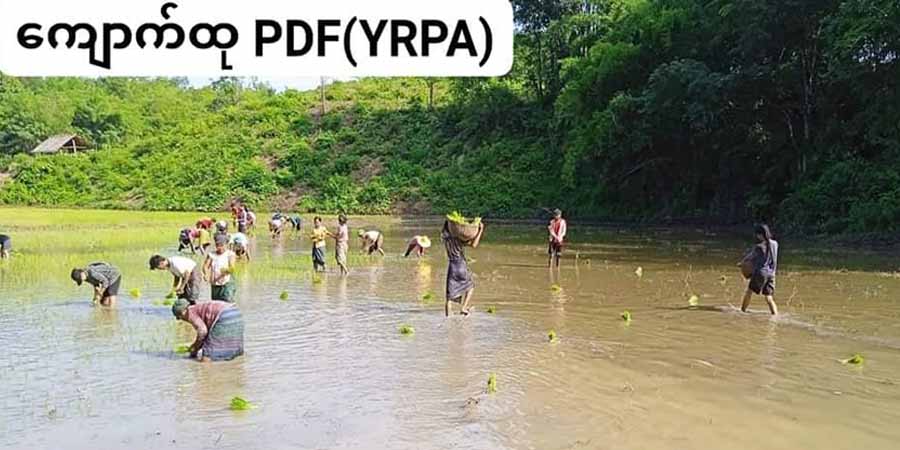 ဆောမြို့နယ်တွင် တောင်သူများအတွက် PDF ရဲဘော်များက ပျိုးနုတ် ၊ ကောက်စိုက်ကူညီပေး