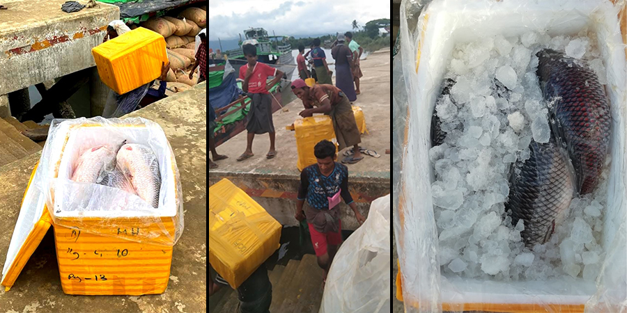အငူမော်ဆိပ်ကမ်းတွင် ပိတ်မိနေသည့် ငါးမြစ်ချင်းငါးများ စစ်တွေမှတဆင့် ဘင်္ဂလားဒေ့ရှ်သို့ တင်ပို့ခွင့်ရ