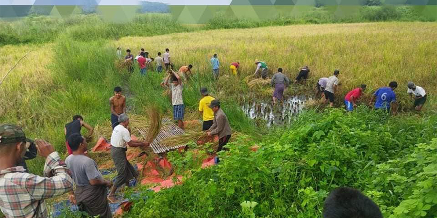 ဆောမြို့နယ်တွင် TYF တပ်ဖွဲ့က တောင်သူများကို စပါးကူညီရိတ်သိမ်းပေး
